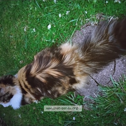 Foto de un gato reunido en Montanges