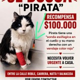 Pirata