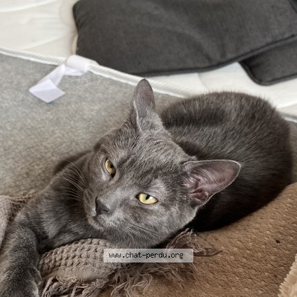 Foto de un gato reunido en La Crau