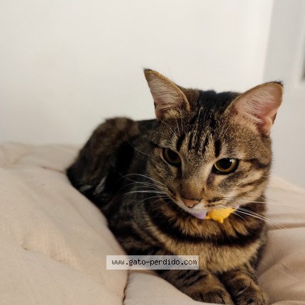 Foto del gato perdido en Villa Serrana