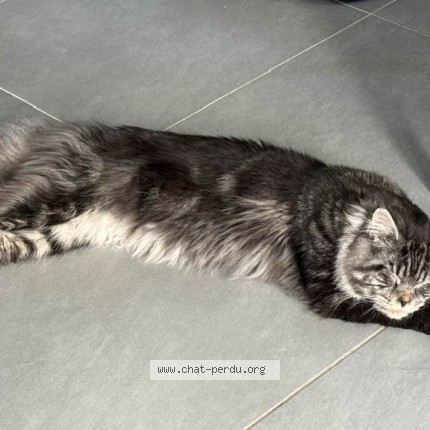 Foto de un gato reunido en St Etienne De Tulmont