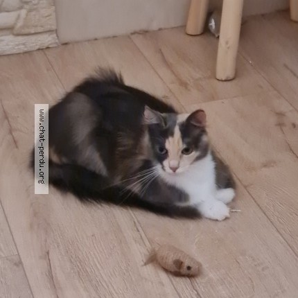 Foto de un gato reunido en Saint Remy De Sille
