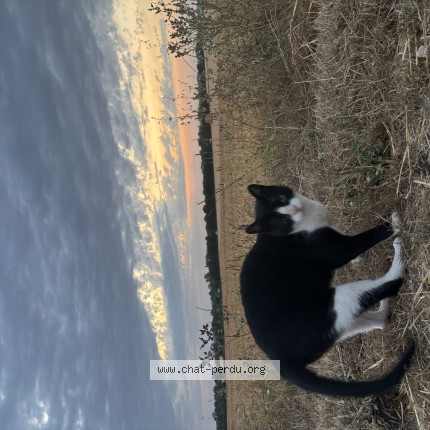 Foto de un gato reunido en Le Thou