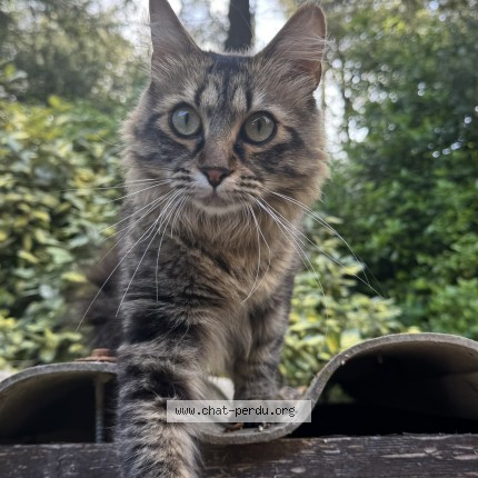 Foto de un gato reunido en Lorgues