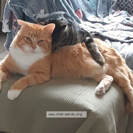 Foto de un gato reunido en Saint Jean De Boiseau