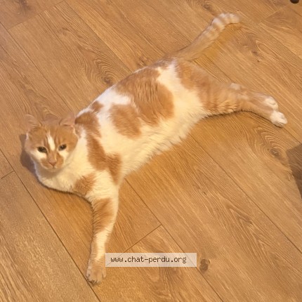 Foto de un gato reunido en Chatelaillon Plage