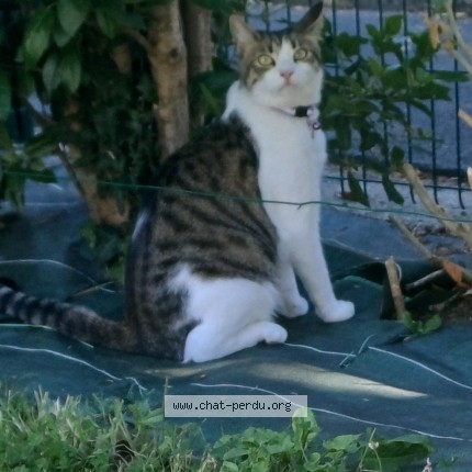 Foto de un gato reunido en Saint Cast Le Guildo