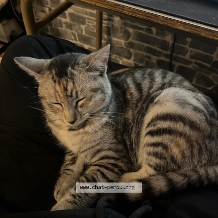 Foto de un gato reunido en Dettwiller