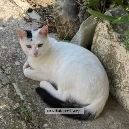 Foto de un gato reunido en Sauzet