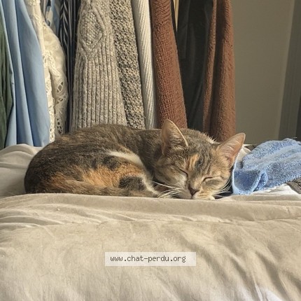 Foto de un gato reunido en Grenoble