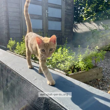 Foto de un gato reunido en Betton