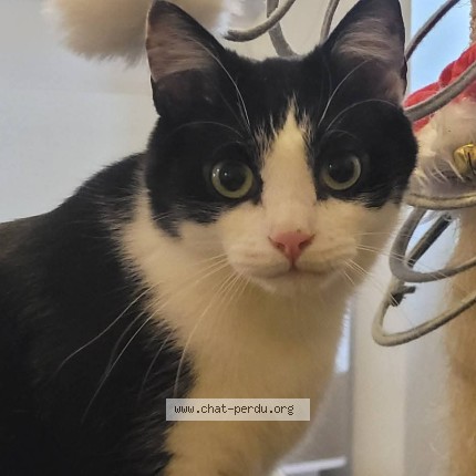 Foto de un gato reunido en Rumilly