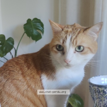 Foto de un gato reunido en Saint Priest