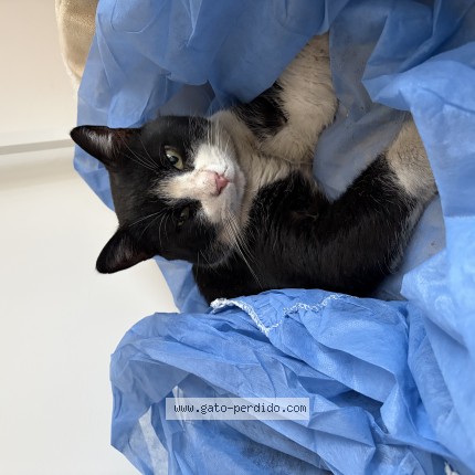 Foto de gato encontrado en General Rodriguez