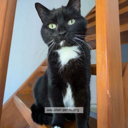 Foto de un gato reunido en Champigneulles