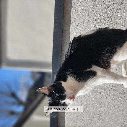 Foto de un gato reunido en Longjumeau