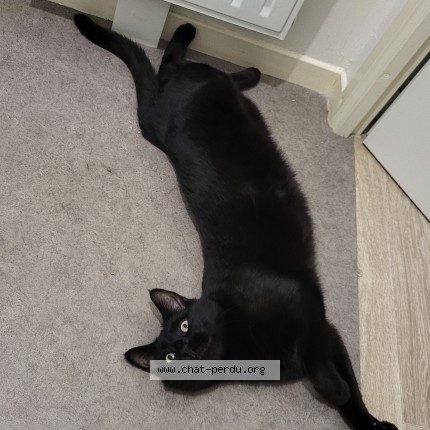 Foto de un gato reunido en Fontenay Le Comte