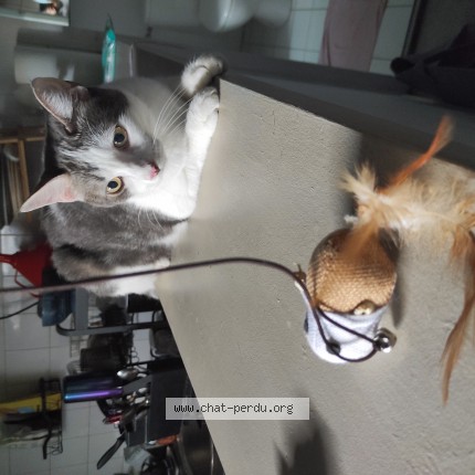 Foto de un gato reunido en Bordeaux