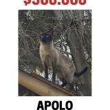 apolo