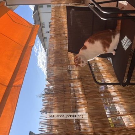Foto de un gato reunido en Chavornay