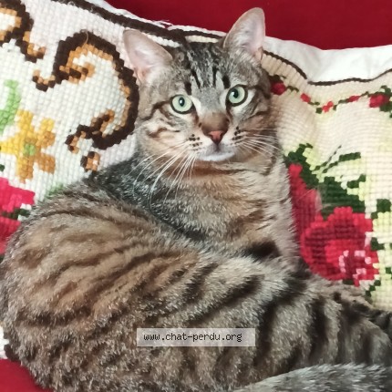 Foto de un gato reunido en Bourg De Peage