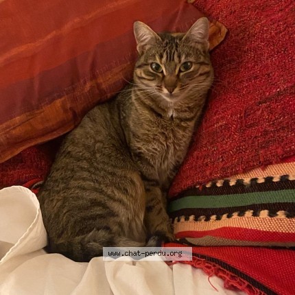 Foto de un gato reunido en Verneuil Sur Seine