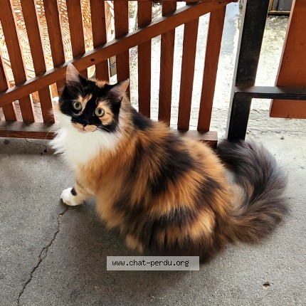 Foto de un gato reunido en Chambery
