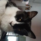 kitty