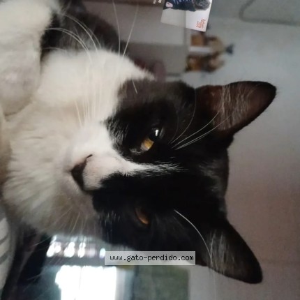 Foto del gato perdido en Villa Madero
