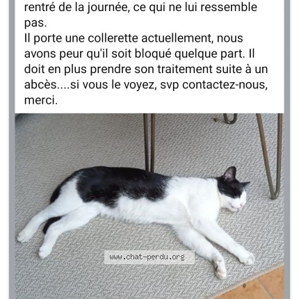 Foto de un gato reunido en Cabestany