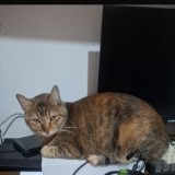 Canela