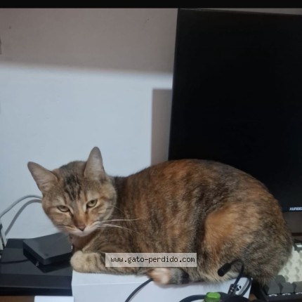 Foto 1/1 Canela Gato perdido en Ciudad De Mexico