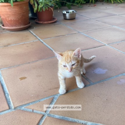 Foto del gato perdido en Solares
