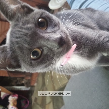 Foto del gato perdido en Maldonado