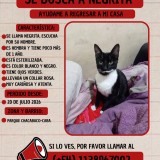 Negrita