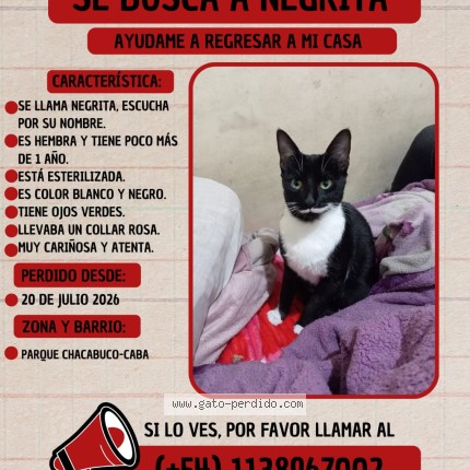 Foto del gato perdido en Buenos Aires