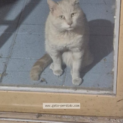 Foto del gato perdido en Cordoba Capital