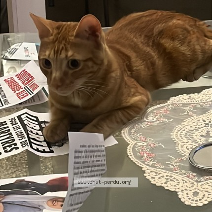 Foto de un gato reunido en Marseille
