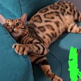 LEO