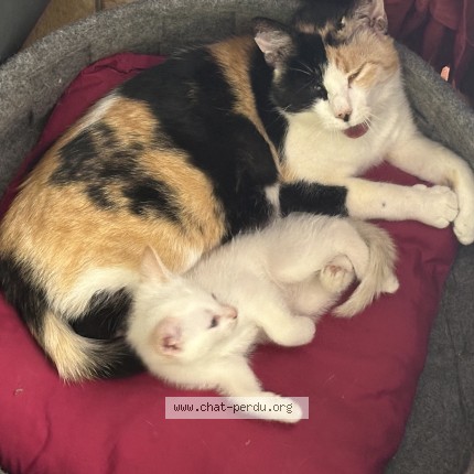 Foto de un gato reunido en Mende