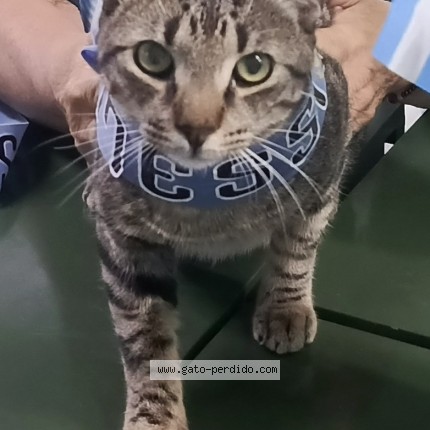 Foto de gato encontrado en Maracaibo
