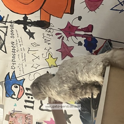Foto del gato perdido en Madrid