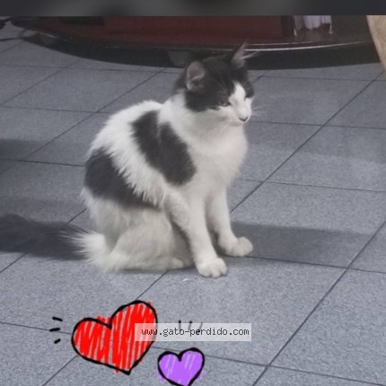 Foto 2/3 Rocky Gato perdido en Caracas