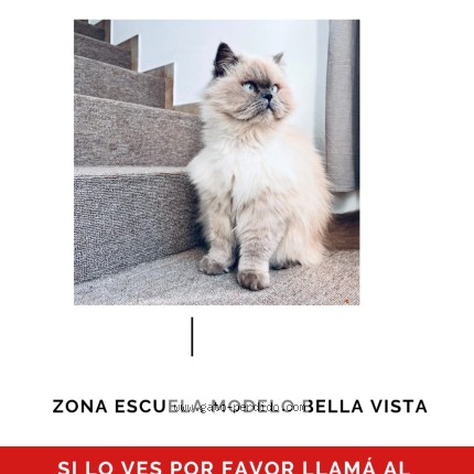 Foto del gato perdido en San Miguel