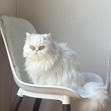 Princesa