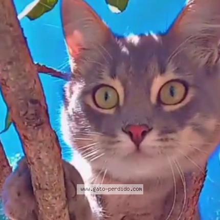 Foto del gato perdido en Santa Ines Charbonier