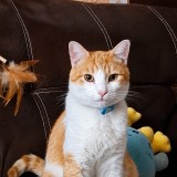 guero