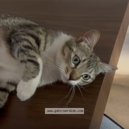 Foto del gato perdido en Arroyomolinos