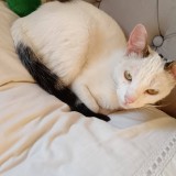 Benny