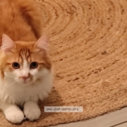 Foto de un gato reunido en Saint Jean De Braye